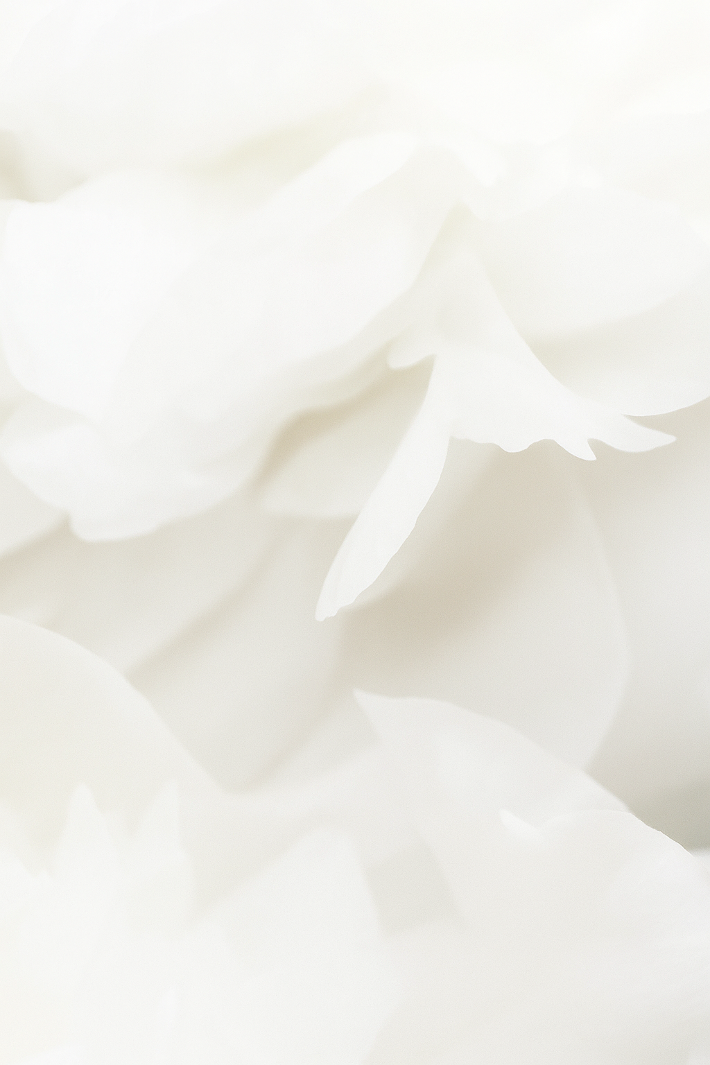 SensiScalp-Shampooing cuir chevelu sensible