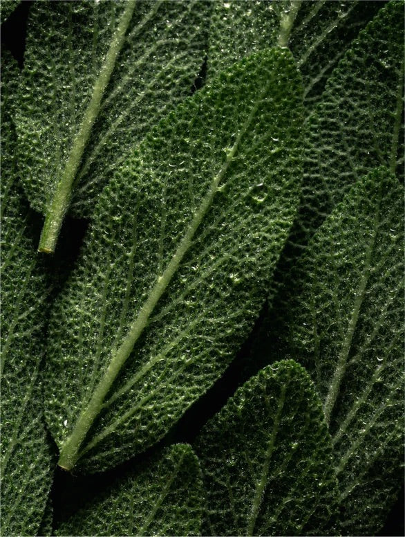 HairPeel-Exfoliant cuir chevelu