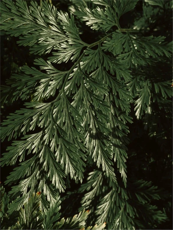 LumiPeel-Exfoliant visage