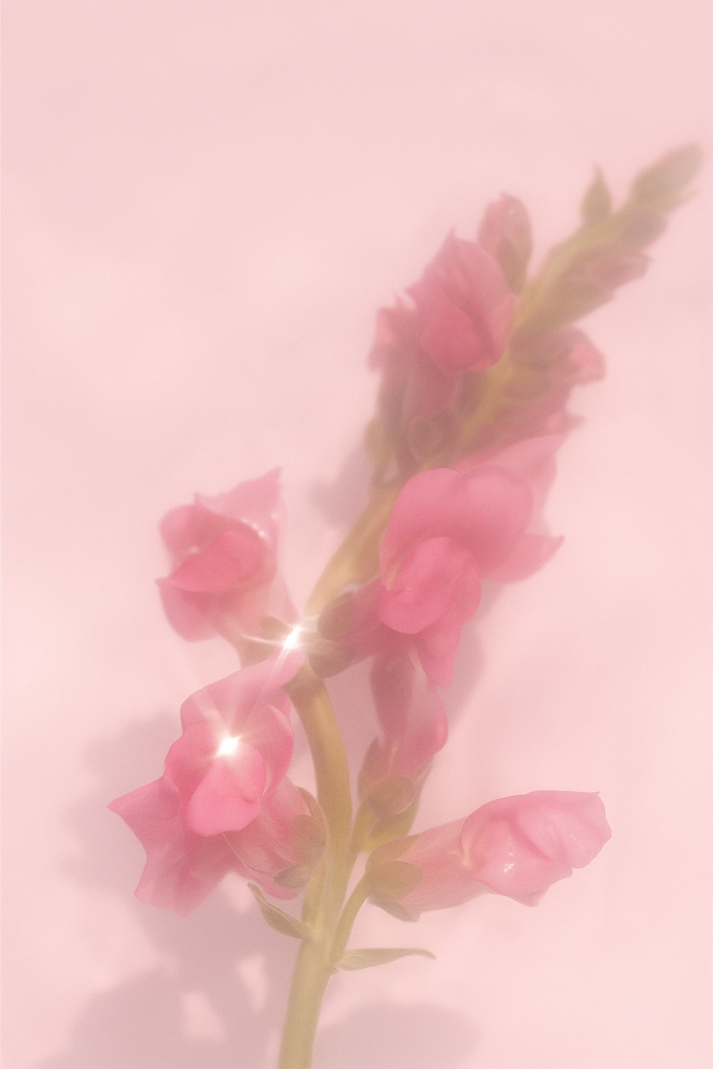 PlumpBoost-Sérum booster de collagène